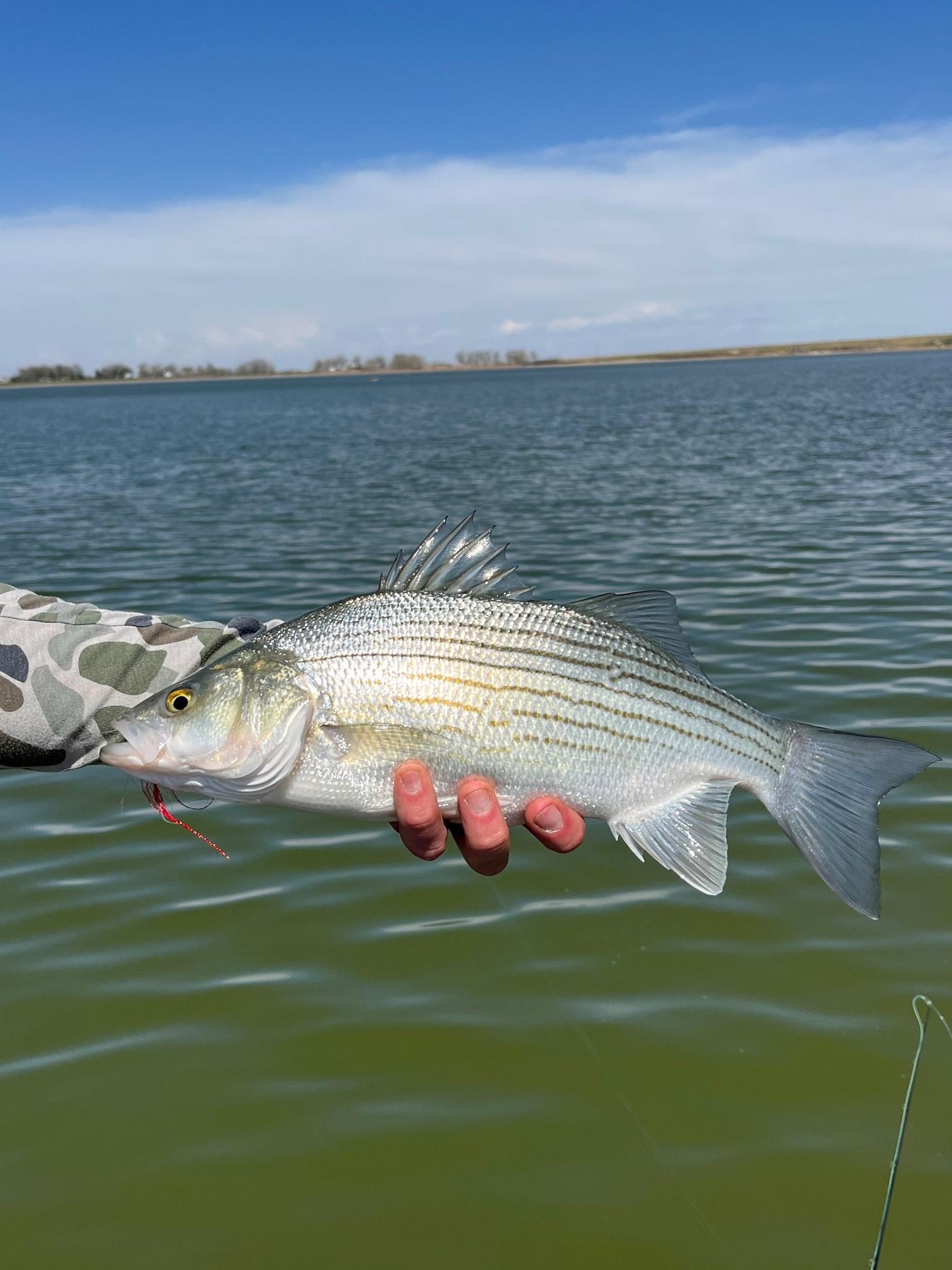 Colorado Fishing Trips Warm Water Trout Fishing Peak to Plains